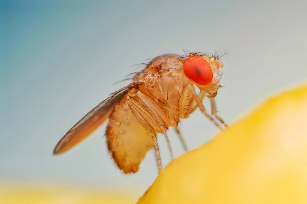 Millions of sterile fruit flies are being dropped on LA to fight