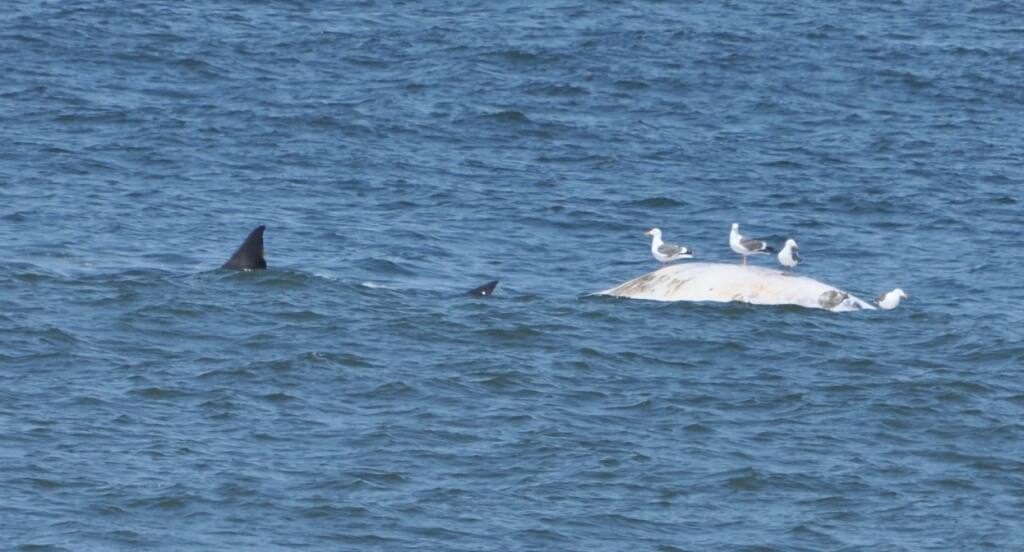 minstens China burgemeester Shark expert spots a great white feeding on gray whale off Point Reyes