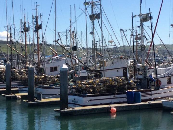 Dungeness Crab season brings the bounty into Bodega Bay