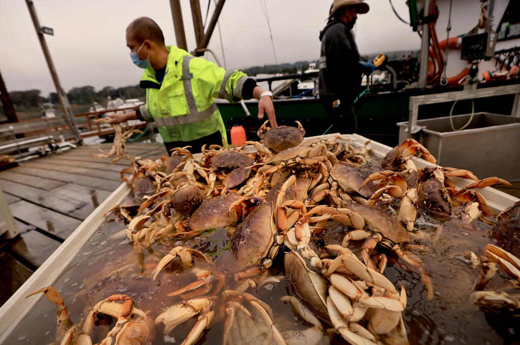 Commercial Dungeness crab season to start Jan. 18 for Bay Area, bulk of  California coast - The North Bay Business Journal