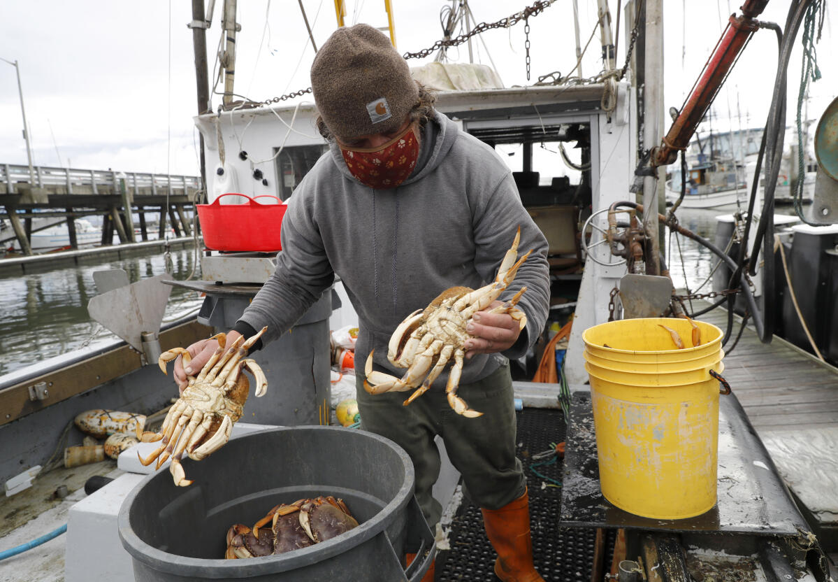 California officials delay start of 2023 Dungeness crab season to protect  whales