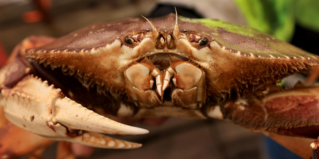Meandering Angler: DIY crab season starts this week - The Sonoma
