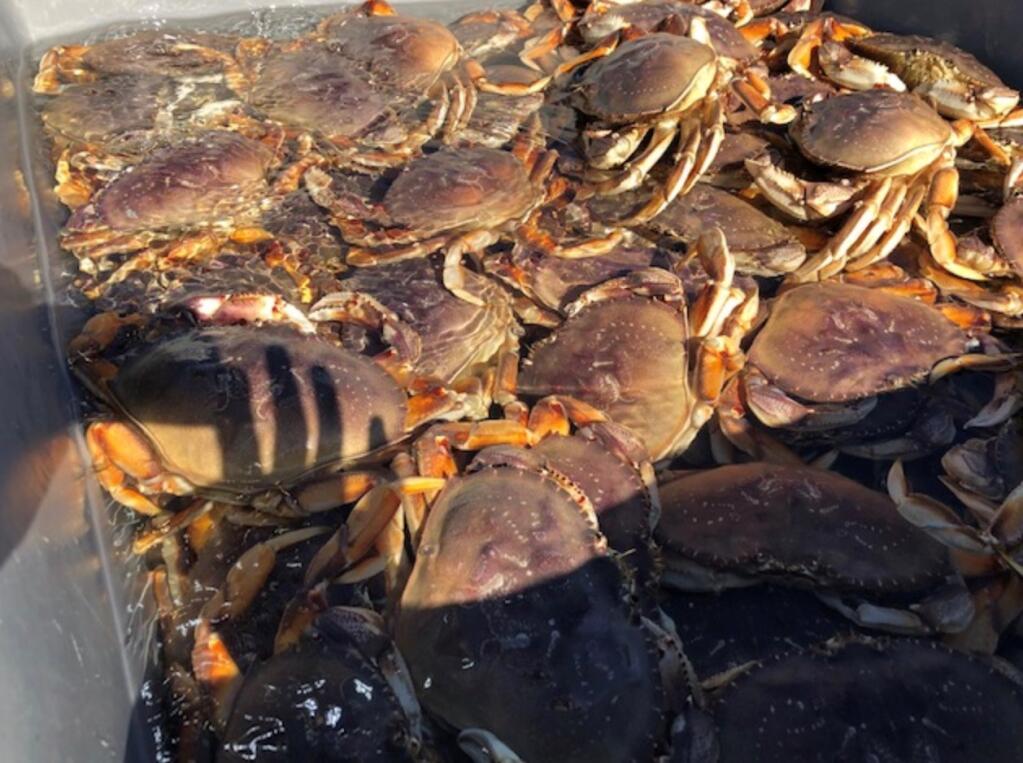 Meandering Angler: Want Dungeness crabs? You have to catch them yourself -  The Sonoma Index-Tribune