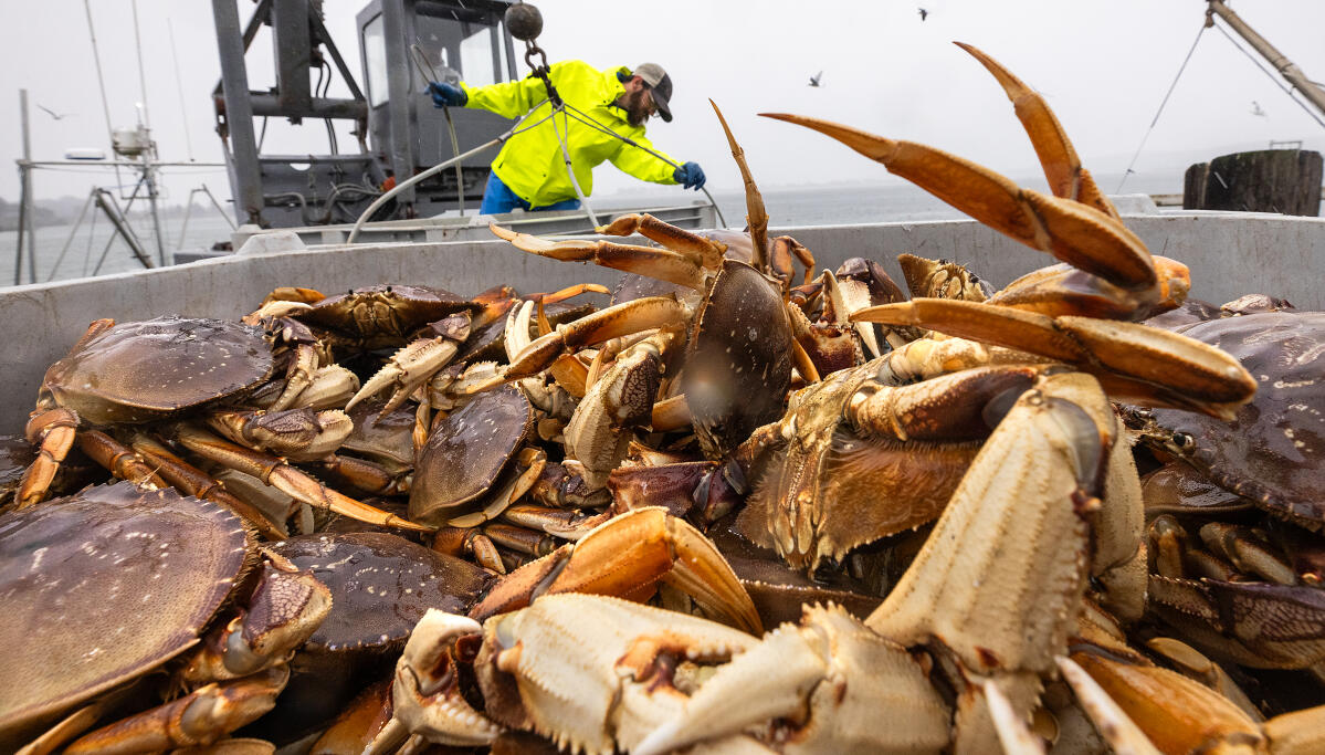 Dungeness crab season gets underway amid hope for relief in commercial  fishing fleet