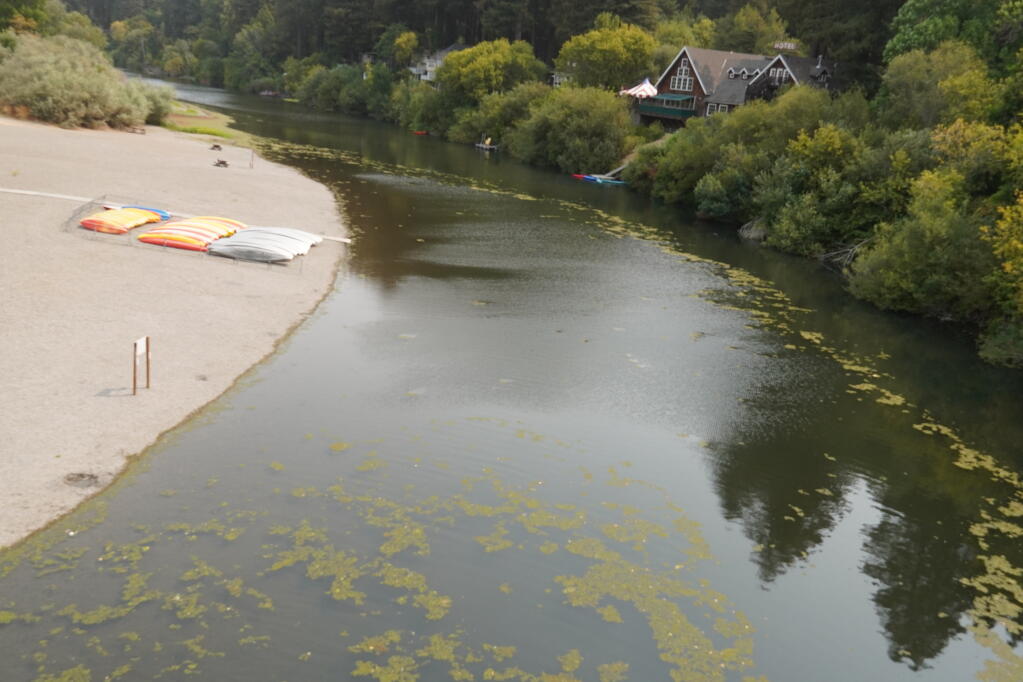 What the heck is that green stuff in the Russian River?