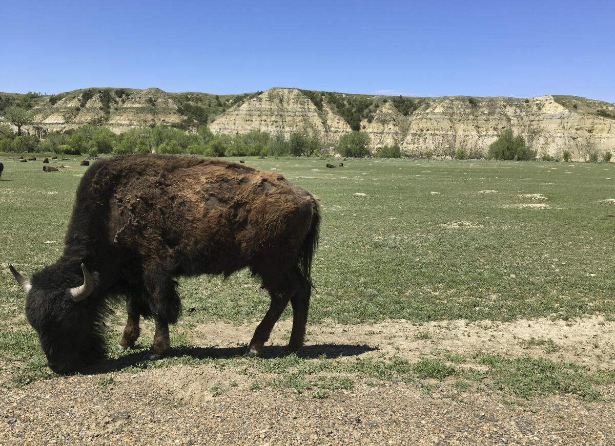 Golis: On the road where the bison and the antelope play