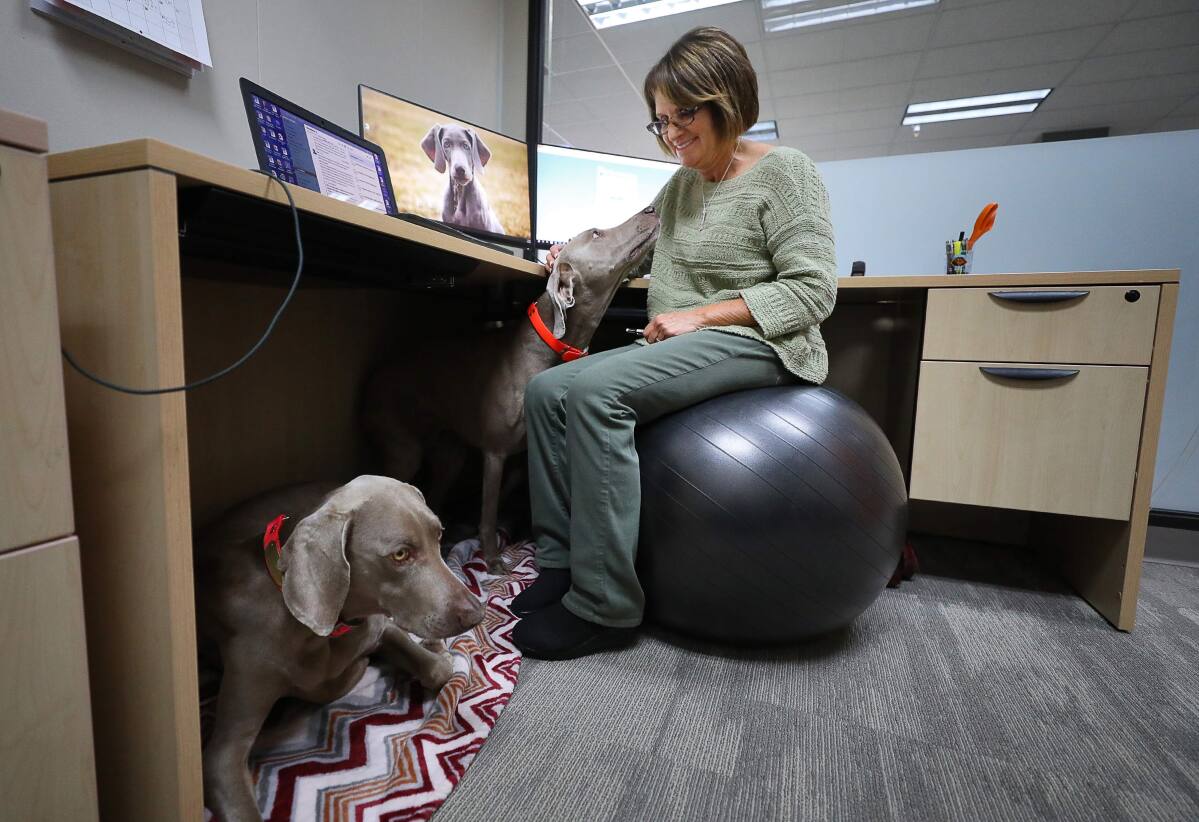 Dogs In The Workplace A Growing Trend In San Francisco North Bay