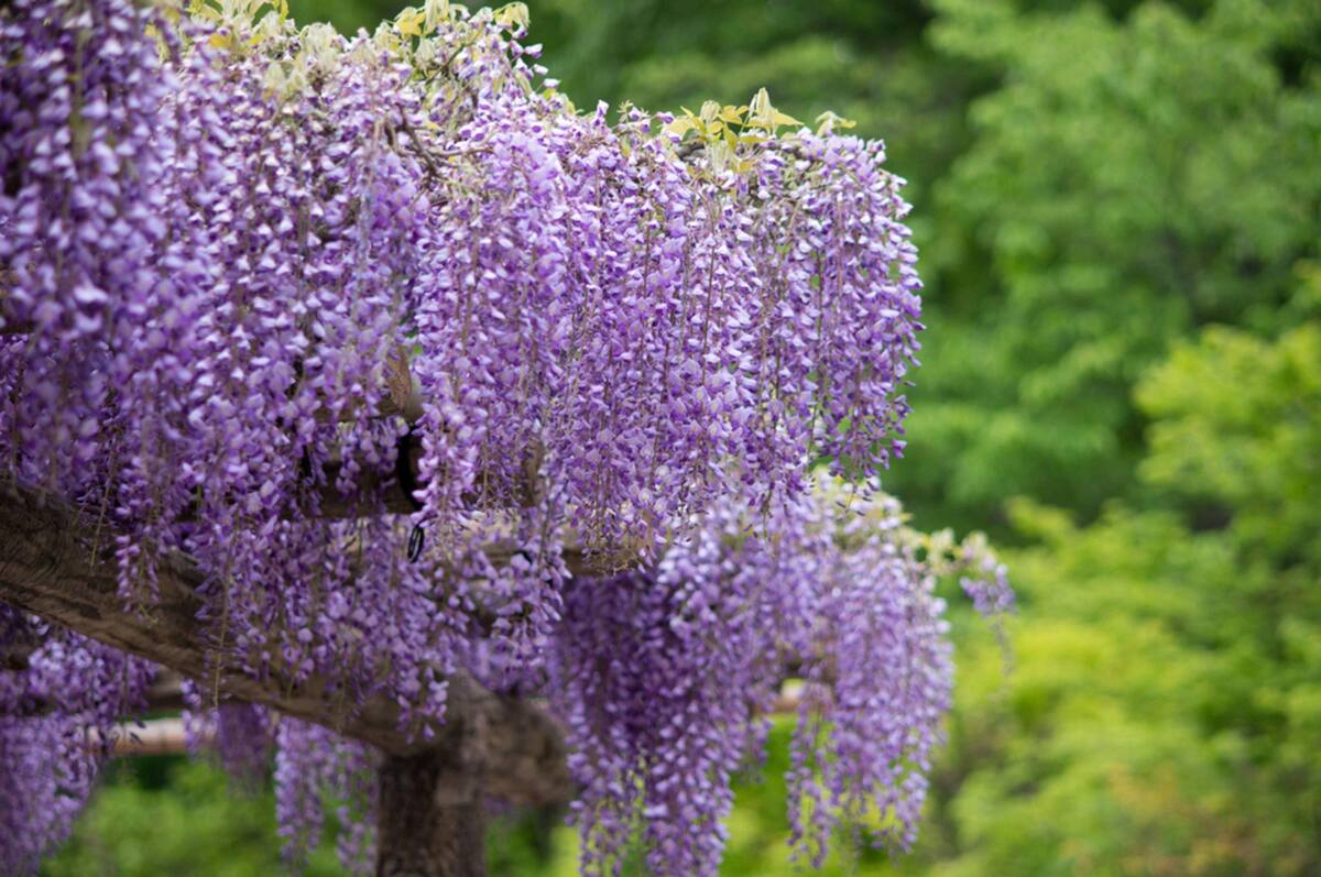 Tricks for growing great wisteria