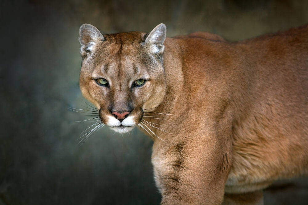 Child in San Mateo County mountain lion attack leaves hospital