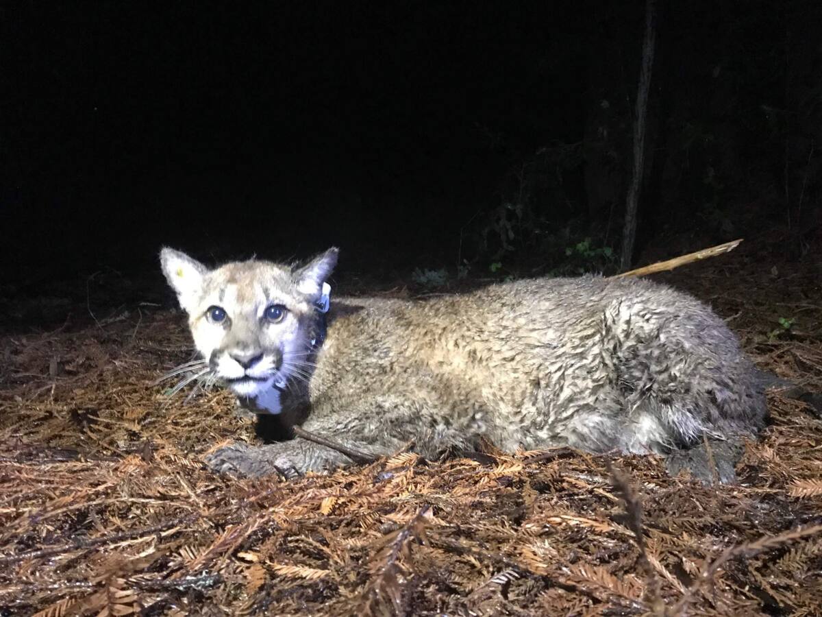Second mountain lion killed after livestock attack in the ...