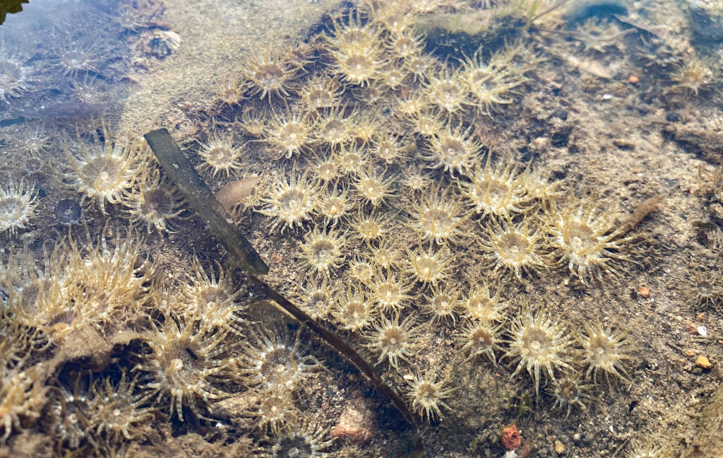 Sea anemone native to Southern Hemiphere found in Tomales Bay