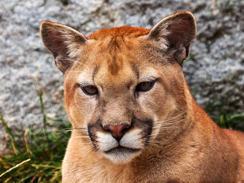Mountain lion DNA found inside Bay Area home where dog was snatched