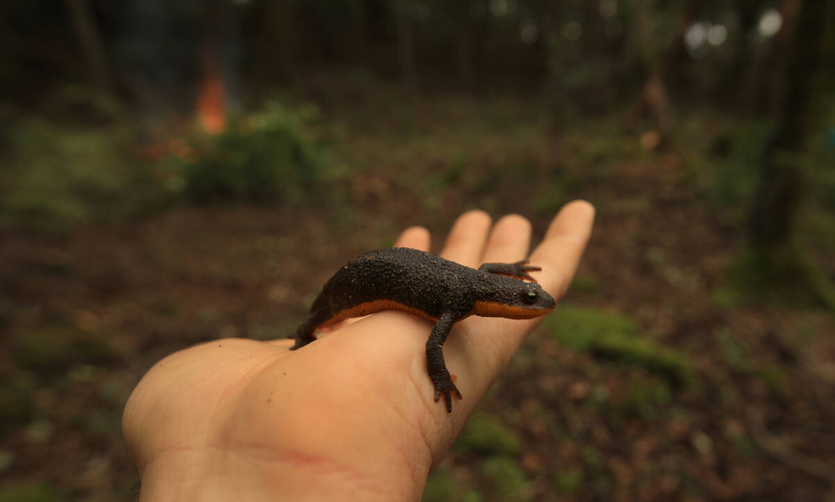 Newt Brigade' shuttles salamanders to safety
