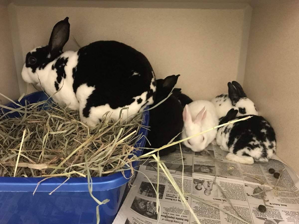 Police Find Nearly 300 Bunnies Hopping In Northern California Home