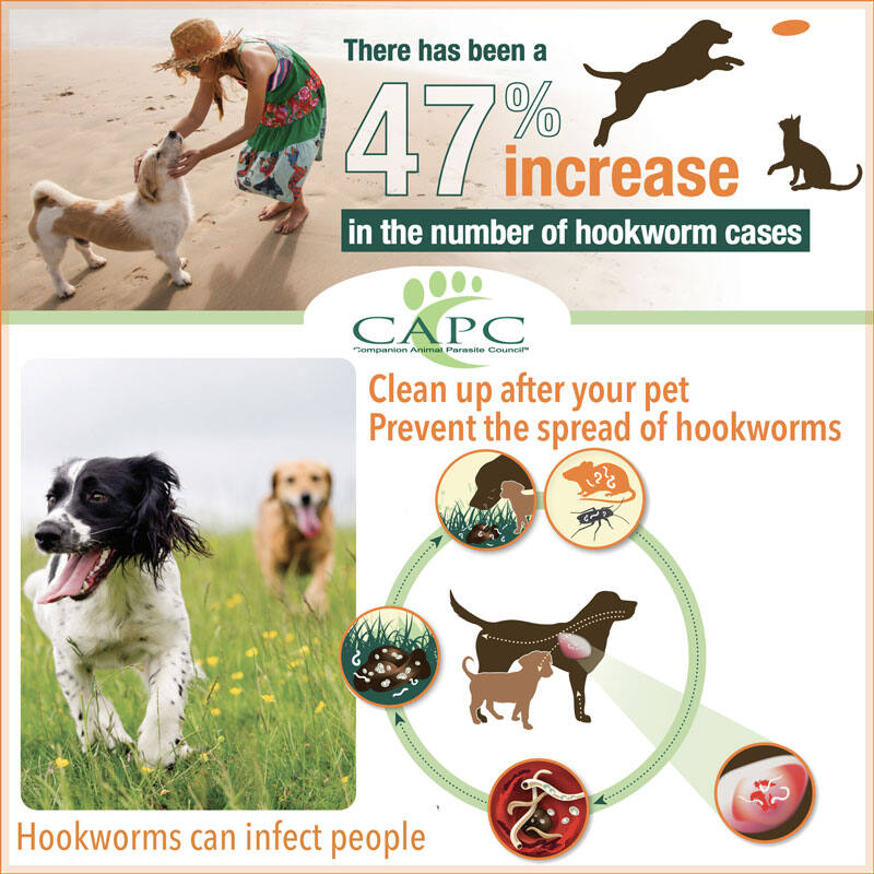 An Increase in Hookworm Prevalence in the US Reports the CAPC