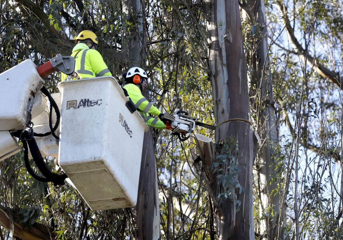 Pg E Tree Trimming Draws Mixed Review From Neighbors In Sonoma County
