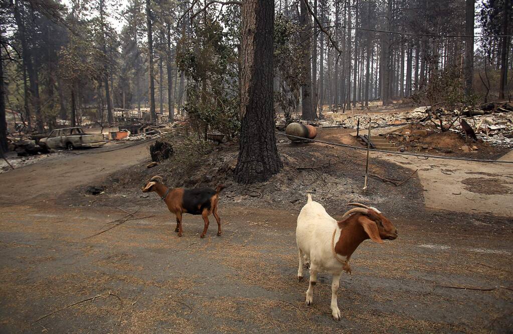 Efforts launched to rescue, reunite animals lost in Valley fire