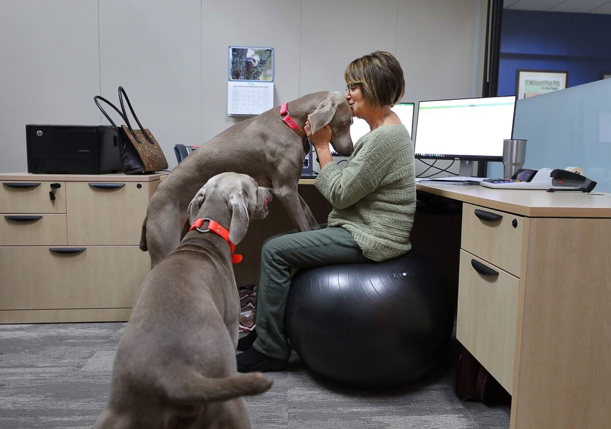 Dogs In The Workplace A Growing Trend In San Francisco North Bay