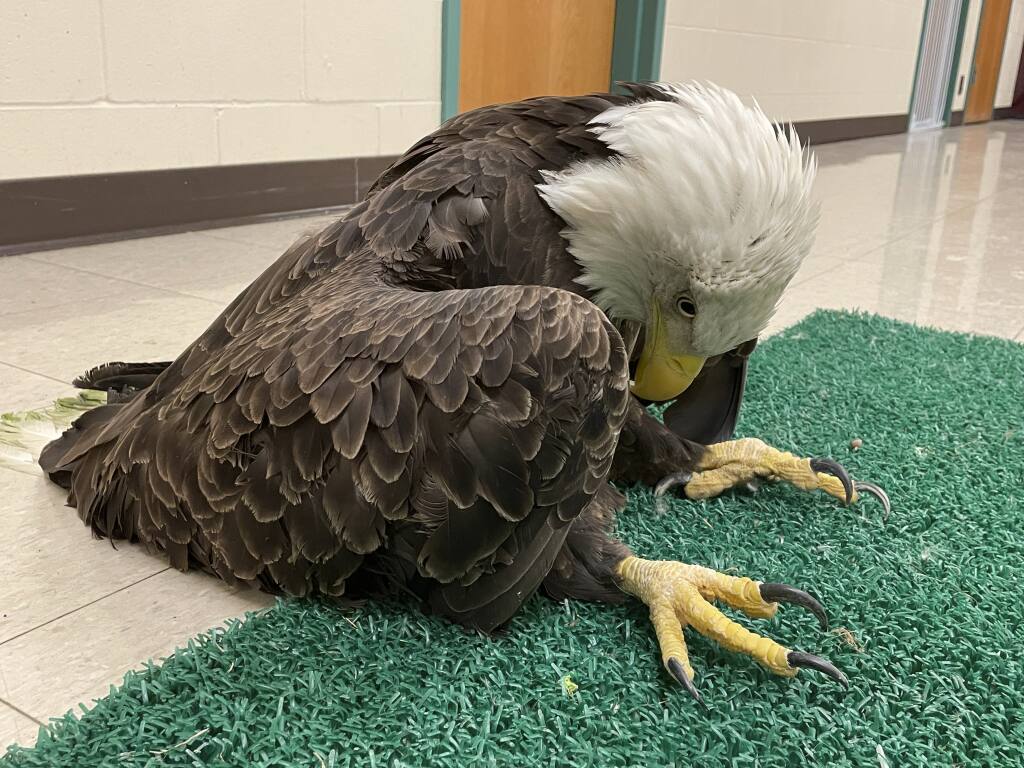 Nearly half of US bald eagles suffer lead poisoning