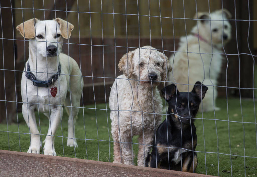 Sonoma S Family Dog Rescue Specializes