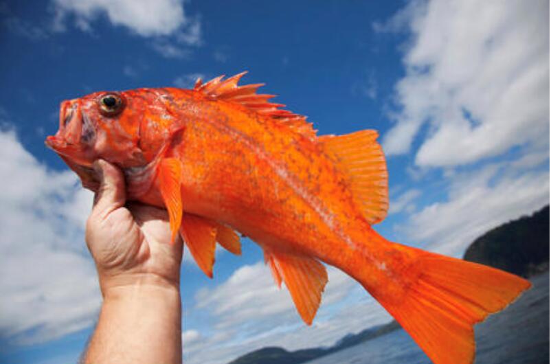 Meandering Angler: Rock Cod, salmon season opens