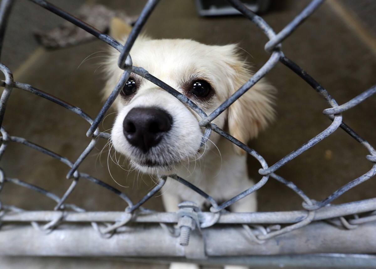 Odessa Gunn demands change at Sonoma County animal shelter