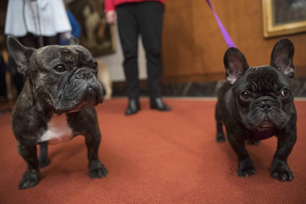 Labs Still Lead But French Bulldogs Leap In Popularity In Us