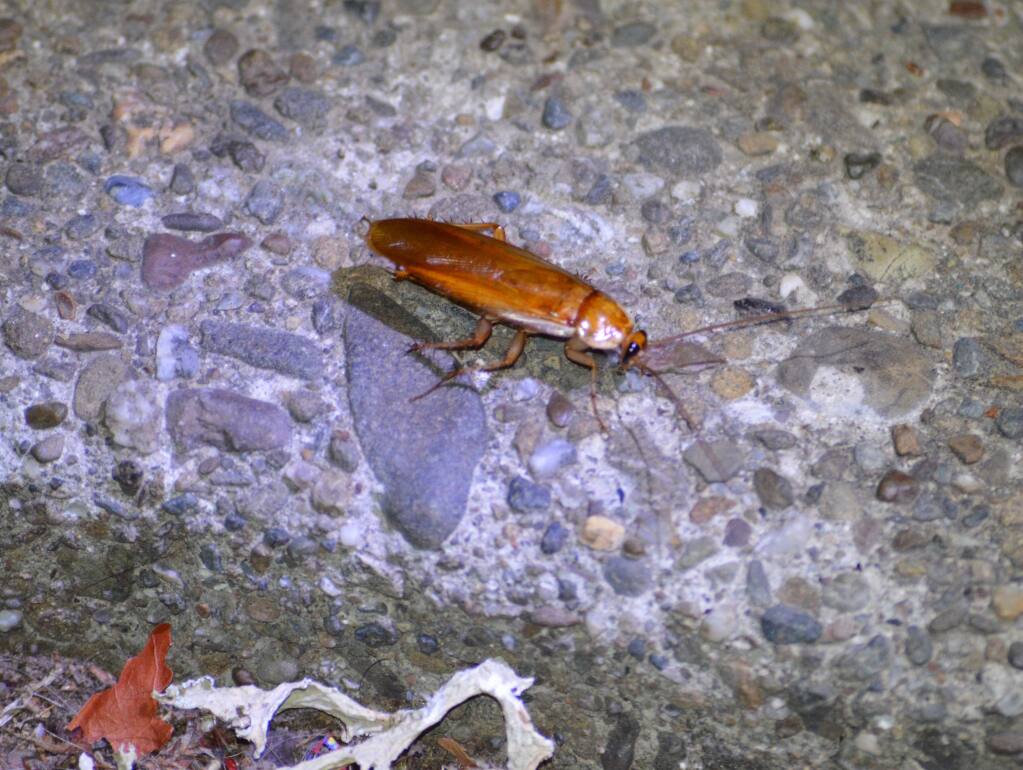 Cockroaches Winning Battle Over Ukiah High School Campus