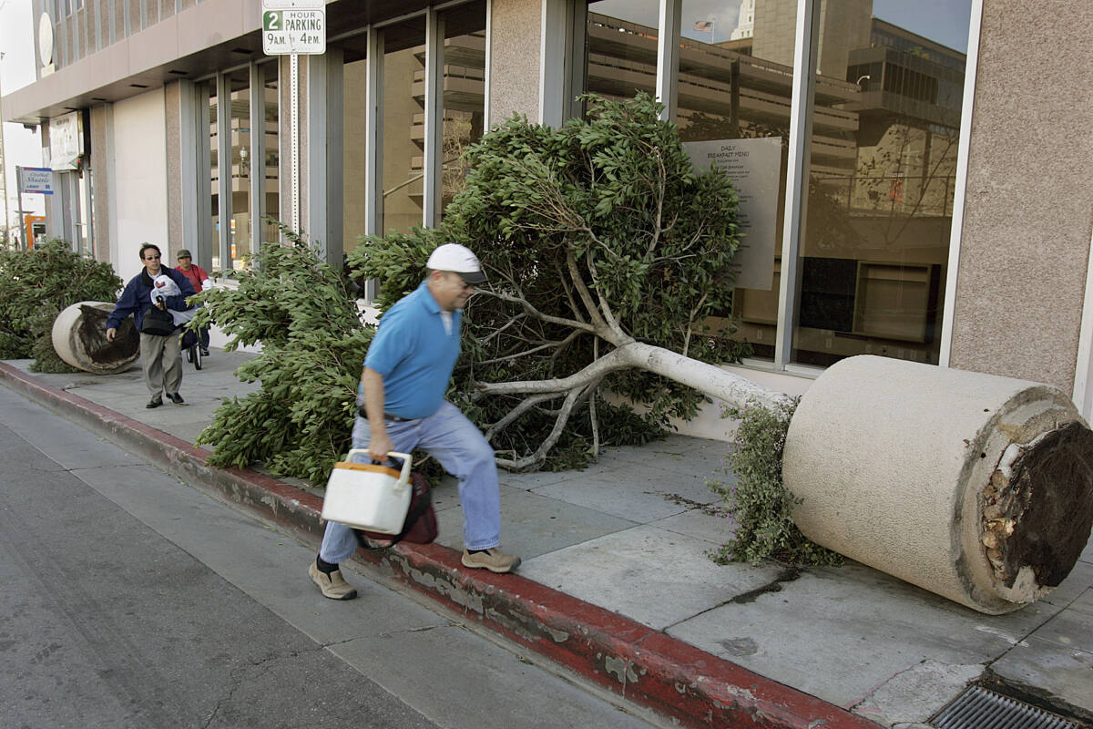 judge-halts-los-angeles-plan-to-destroy-trees-for-sidewalk-repairs