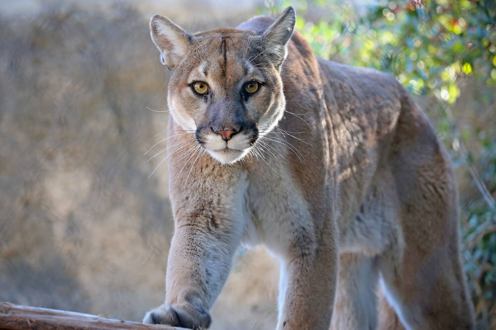 Penngrove family reeling after mountain lions kill 40-plus chickens