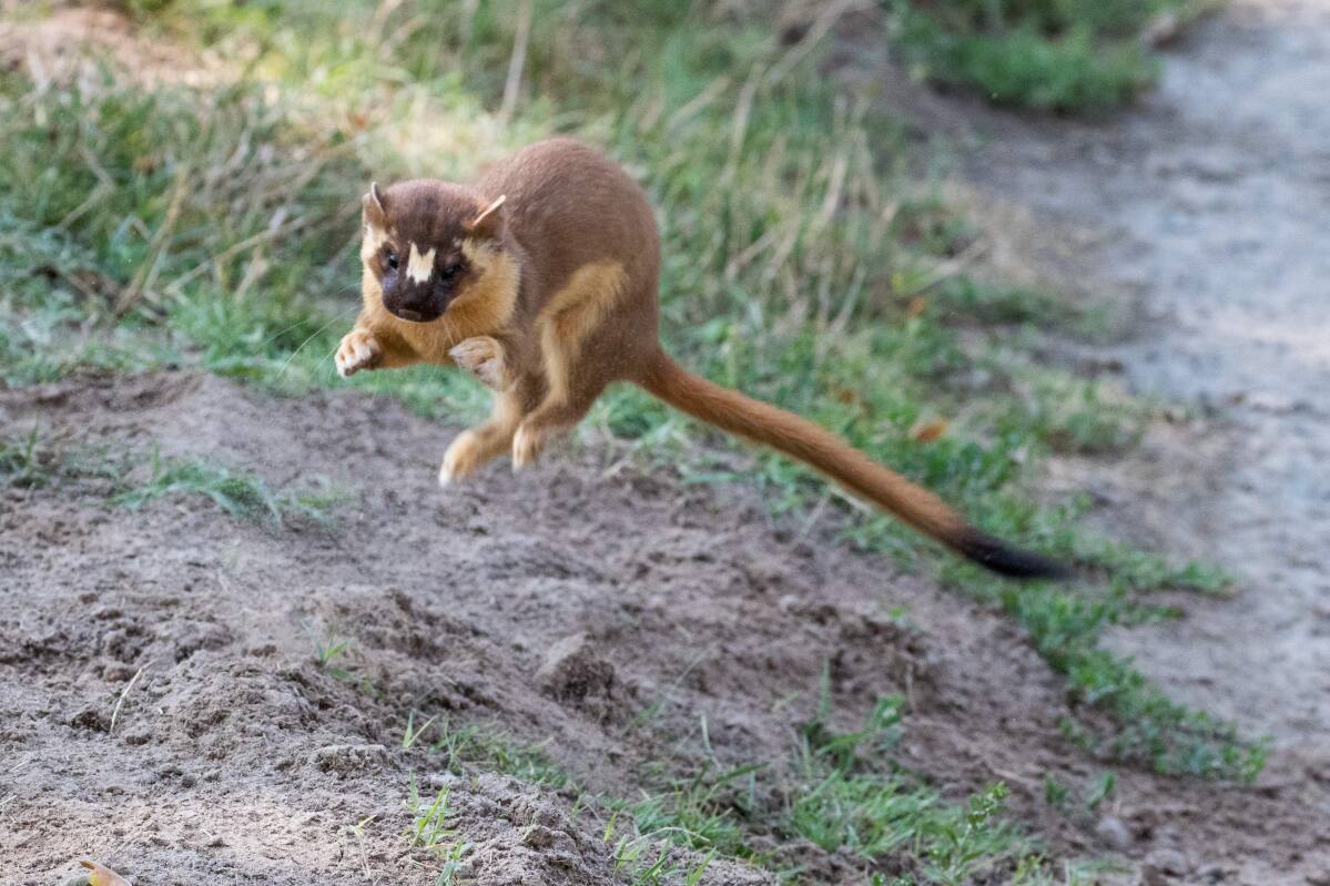 Cute, cunning long-tailed weasels thrive in Sonoma County