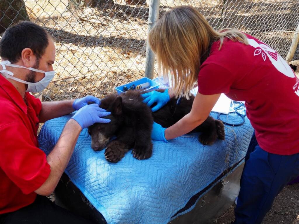 Sonoma County Wildlife Rescue staff veterinarian Dr. Dan Famini and Animal Care Director Danielle McGuire conduct an intake exam of an orphaned black bear cub at the shelter sometime in the past few weeks. (COURTESY OF SONOMA COUNTY WILDLIFE RESCUE)