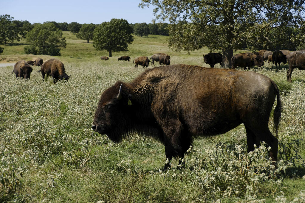 Bison #39 s relocation to Native lands revives a spiritual bond Bison #39 s relocation to Native lands revives a spiritual bond