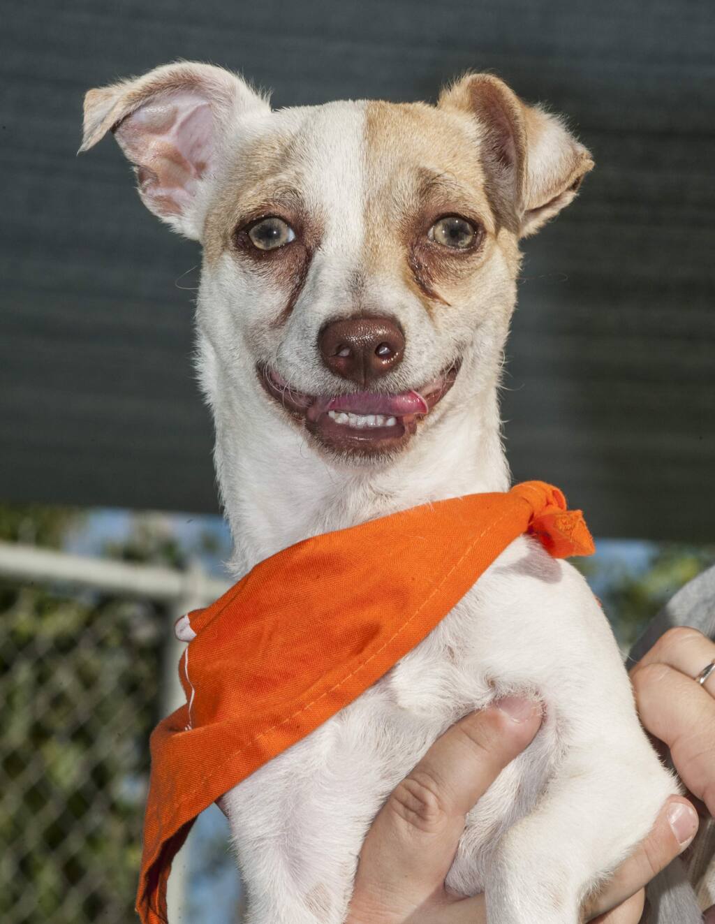 Puppy found high on drugs in Southern California ready for adoption