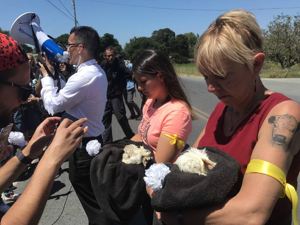 Dozens of animal welfare activists arrested after large protest at Petaluma  chicken farm