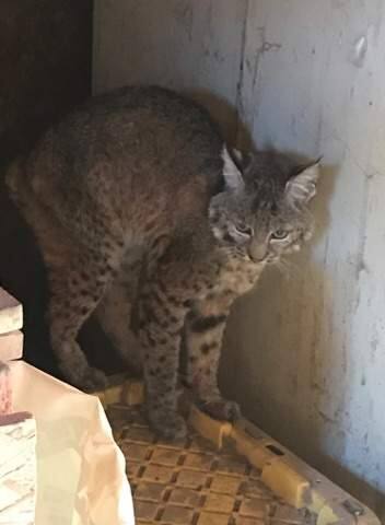 Bobcat Kills 5 Chickens 1 Red Tailed Hawk In Bizarre Encounter