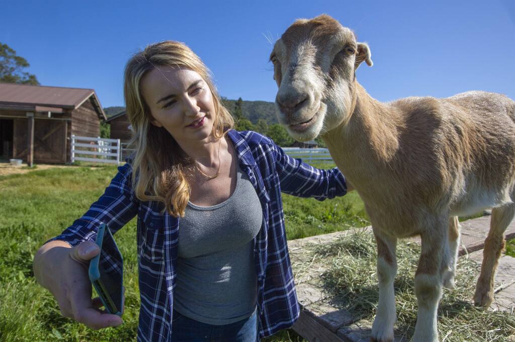 Meet to the bleat: Sonoma goats join Zoom zeitgeist