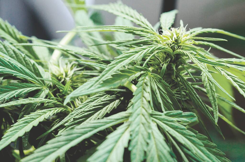 Gazette S Guide To Sonoma County Cannabis