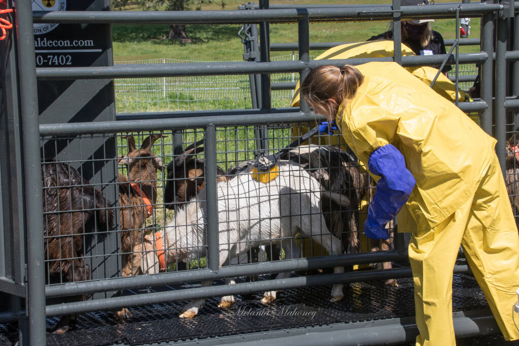 Dog-save afternoon: Large-animal rescue training in Glen Ellen