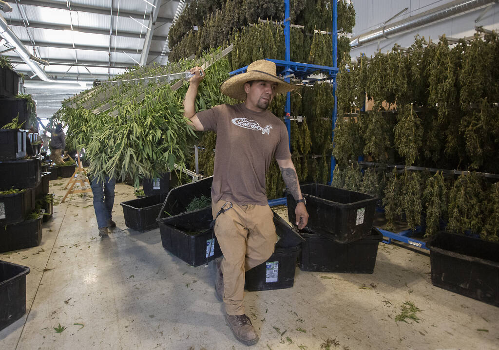 Harvested cannabis plants were trimmed and hung to dry at Erich Pearson’s farm on Trinity Road on Monday, Ocrt. 17, 2022. (Robbi Penglly/Index-Tribune)