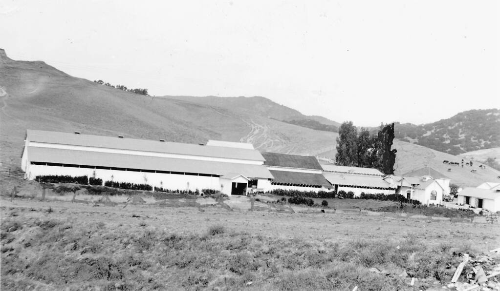 Stornetta Dairy in 1976, which was located at 3142 Carneros Highway, Sonoma. The property burned in the 2017 fires. (Sonoma County Library archives)