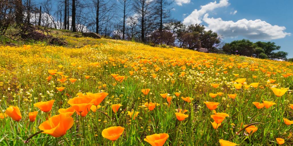 Field of California Poppies in burn recovery area, Pepperwood Preserve, Sonoma County, California, USA. (Rob Badger)