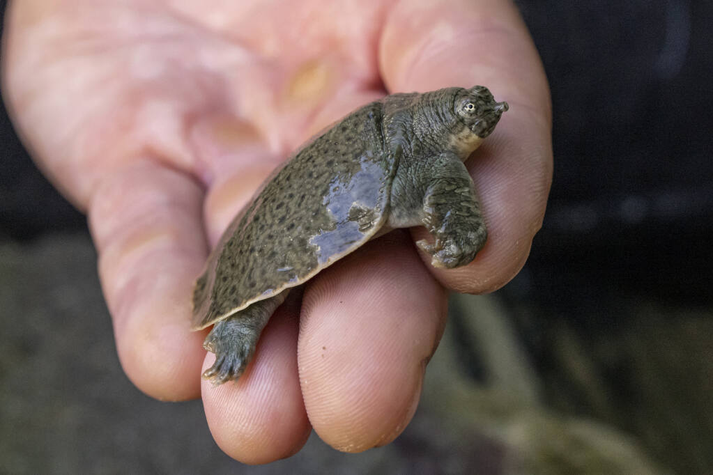 San Diego Zoo welcomes 41 endangered turtle hatchlings