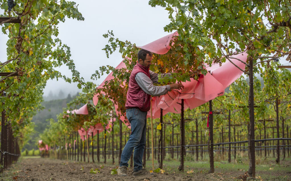 UC Davis Newswatch: Wine Economics