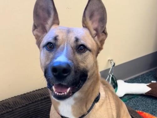 Princess (now Maddie), a German Shepard mix, was adopted after 644 days in the Sonoma County Animal Shelter. (Courtesy of the Sonoma County Animal Shelter)