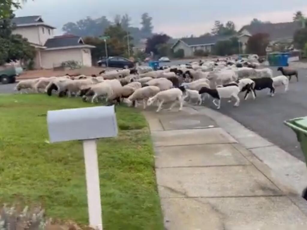 A screenshot from a video taken by David Hoff of the Westridge neighborhood shows a herd of sheep taking an interest in a neighbor’s lawn, Friday, Sept. 22, 2023. The sheep escaped from Westridge Park, where they were keeping vegetation down as part of the city’s new grazing program. (Video courtesy of David Hoff and Sara Sass)