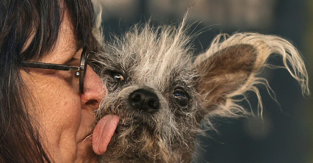 Linda Elmquist of Tucson, Arizona, nuzzles Scooter, who won the World’s Ugliest Dog contest at the Sonoma-Marin Fair in Petaluma,  Friday, June 23, 2023. (Kent Porter / The Press Democrat)