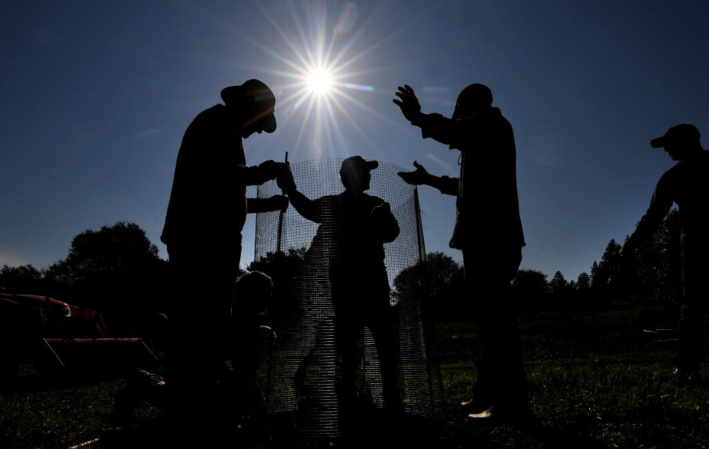 From left, Rotatrians, Frank Crowley, Charles Goodwin and Eric Metz, the deputy director of operations of Jack London Partners, finish planting a peach tree and surrounding the plant with wire mesh, Saturday, March 25, 2023, at Jack London State Historic Park in Glen Ellen. (Kent Porter / The Press Democrat)