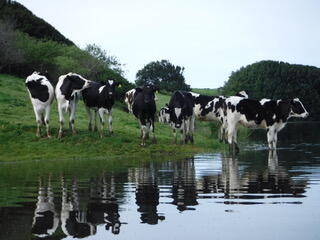 Cows on the Estero Americano, Valley Ford. (Gene Fanucchi / Petaluma)
