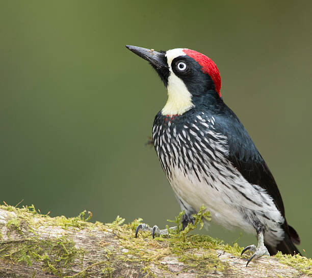 If you don’t recognize the acorn woodpecker by its colorful crimson head, you might know it from its noticeable, “jacob, jacob, jacob” call. Photo courtesy Sarah Klobas Brooks.